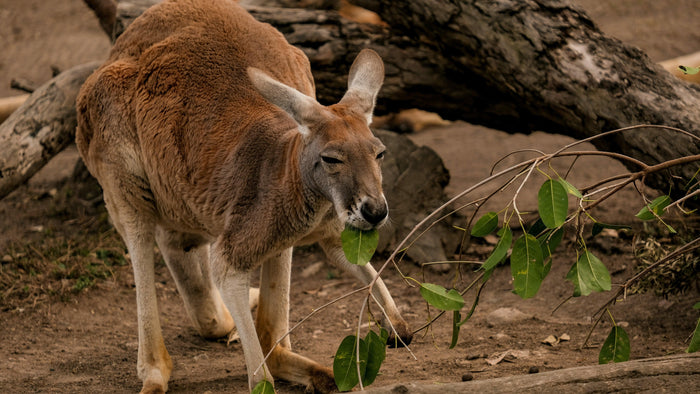 Red kangaroo feeding on a eucalyptus branch, its powerful hind legs and thick tail visible in the dry scrub