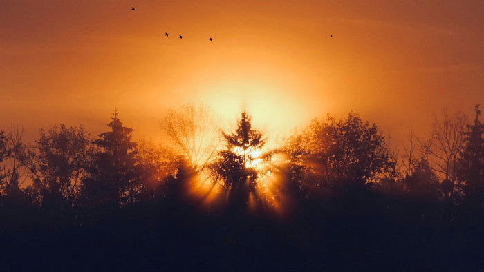 Sunrise breaking through misty treetops in shafts of golden light, with birds crossing the glowing sky