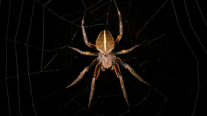 Orb-weaver spider with striped legs resting at the center of its web against a black night background