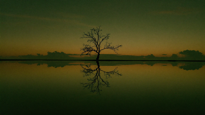 Bare tree at the edge of perfectly still water at dusk, its shape mirrored exactly in the surface below the horizon