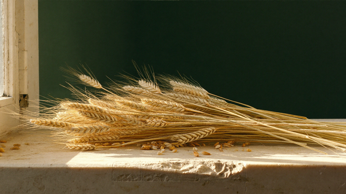 Ripe golden wheat ears lying loose on a pale limestone windowsill in warm morning light