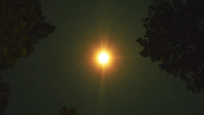 A single bright amber star high in a night sky, framed between two dark pine treetops