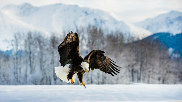 Bald eagle landing with wings spread over open snow below blurred winter mountains