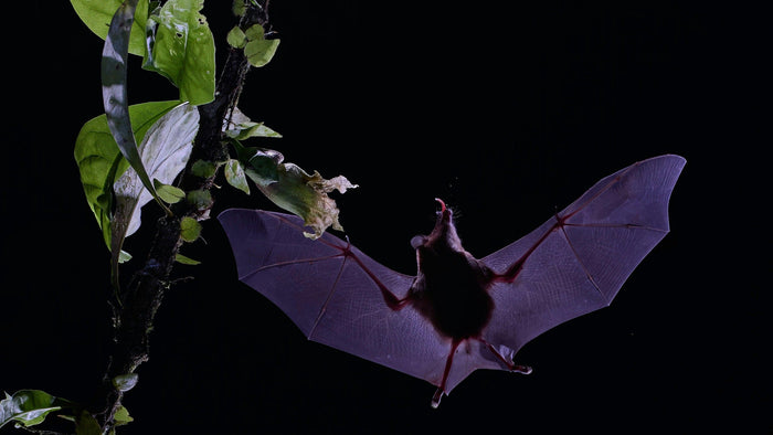 A bat with outstretched wings flying past green leaves in the dark of night