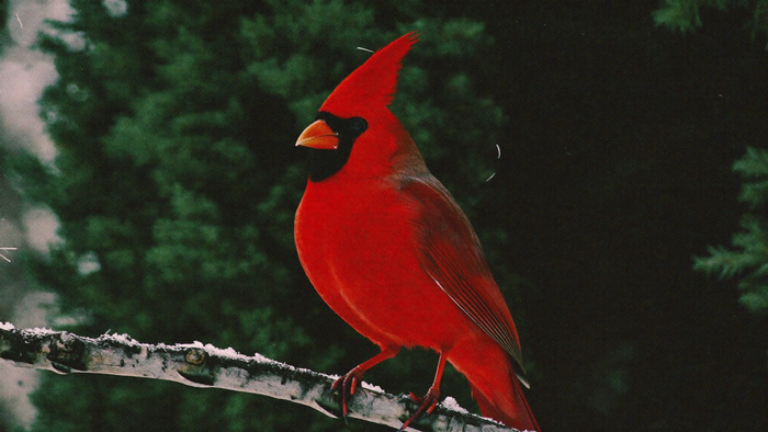 A brilliant red male northern cardinal perched on a snow-dusted branch against dark winter conifers