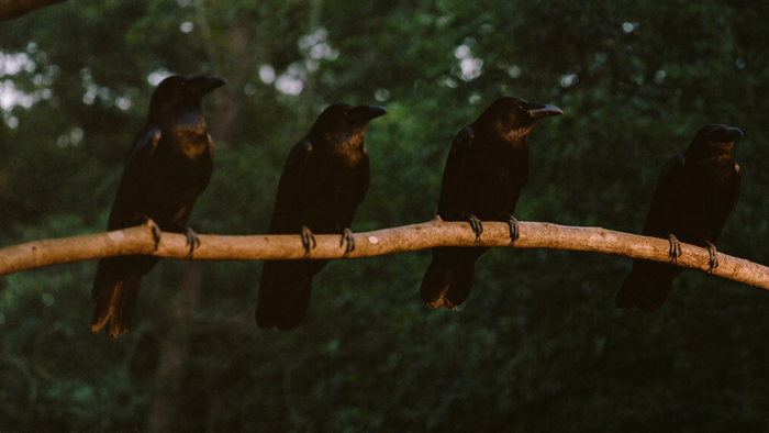 Four American crows perched along a bare branch at dusk with dark green woodland behind them