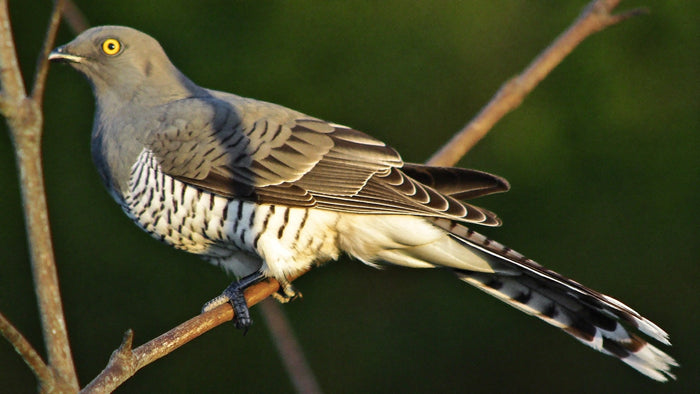 Common cuckoo with gray back, barred white breast and yellow eye ring perched on a bare branch