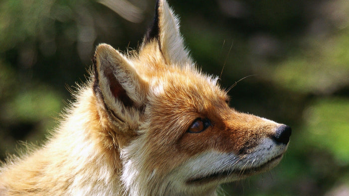 Red fox in profile with amber eye and rust fur against soft green woodland background