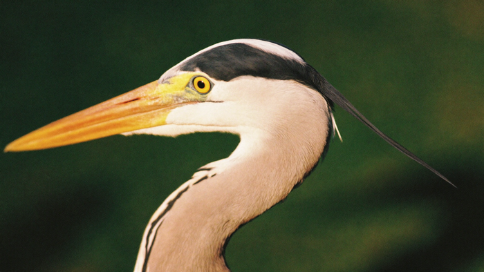 Grey heron head in profile with a yellow eye, dagger bill and long black crest against a dark green ground
