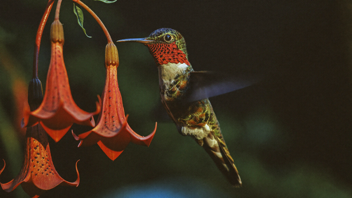 A hummingbird hovering at deep red trumpet flowers, its iridescent throat catching warm candlelight