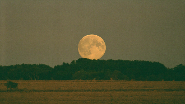 A large amber full moon rising just above a dark treeline over a harvested stubble field at dusk
