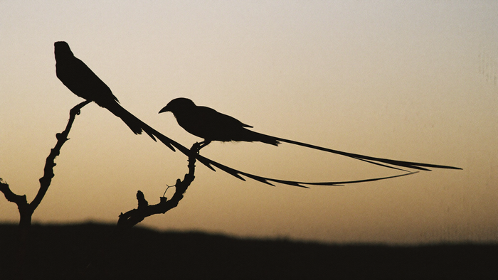 Two long-tailed magpies silhouetted on a bare branch against an amber dusk sky above a dark low horizon