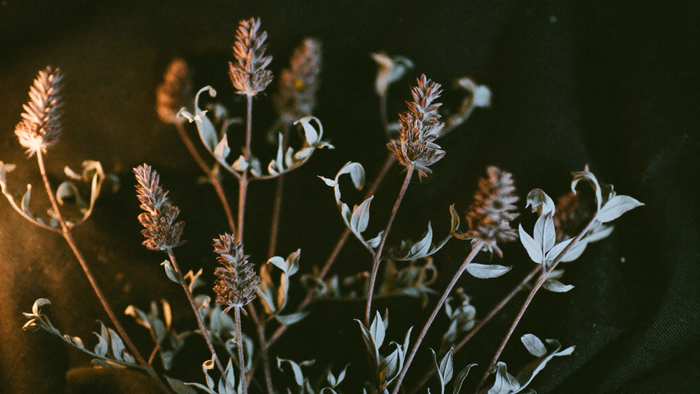 Dried mugwort sprigs with fine seed heads lit warmly by candlelight against a dark background
