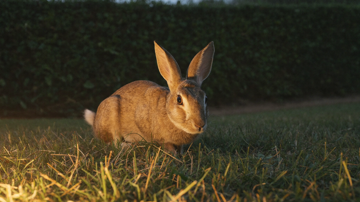 Eastern cottontail rabbit crouched in dry grass at dusk with warm low light and a dark hedge behind