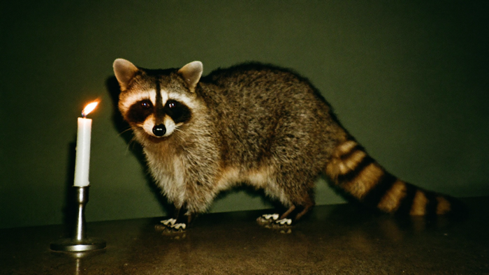 A raccoon standing on dark stone beside a lit candle, its black facial mask and ringed tail clearly visible.