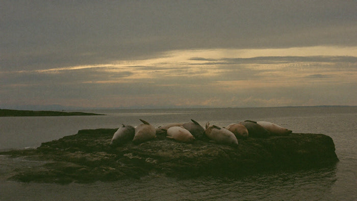 A dozen seals lying flat on a low tidal rock seen from far across calm water at dusk under a wide pale sky