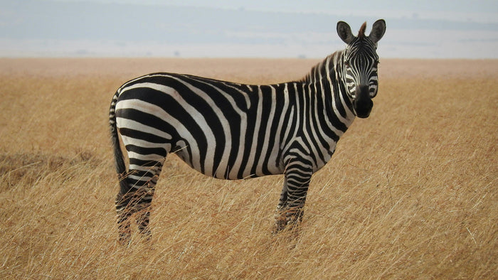 Plains zebra standing in tall golden savanna grass, its black and white stripe pattern sharp against the dry plain