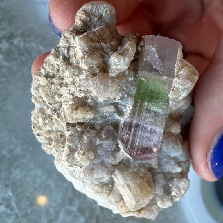 Watermelon tourmaline on matrix displayed for scale