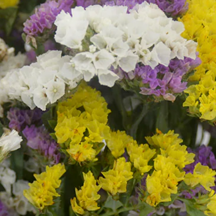 Close-up of the dried statice on its own, in clusters of white, purple and yellow blossom. No product is shown in this picture.
