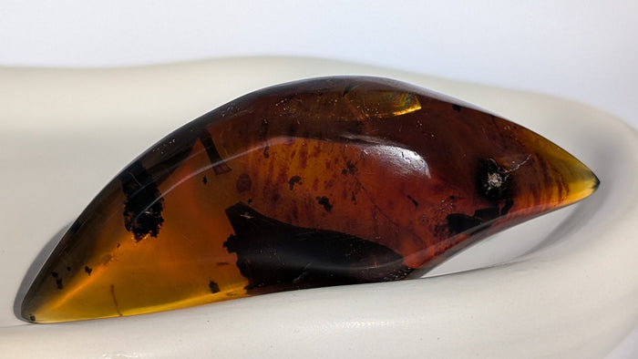Polished honey-gold Baltic amber with dark plant inclusions trapped inside the fossil resin