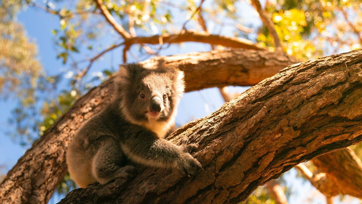 A koala resting high in a sunlit eucalyptus tree, gripping the branch with both forepaws