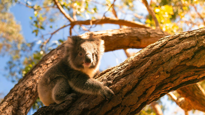 A koala resting high in a sunlit eucalyptus tree, gripping the branch with both forepaws