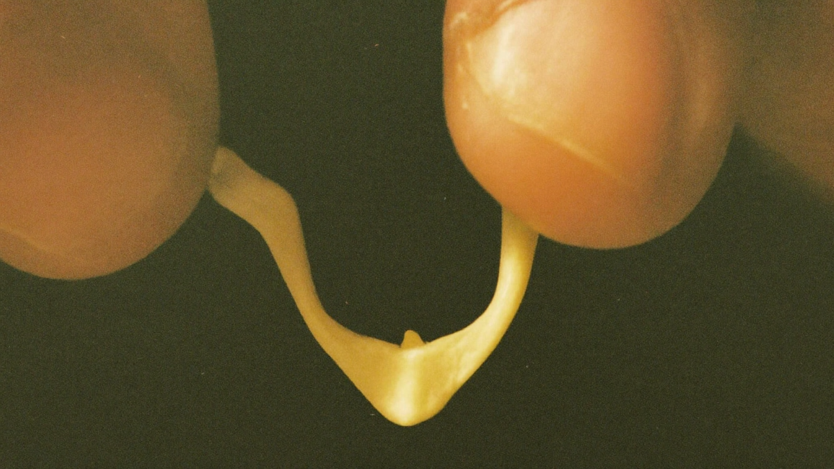 Dried wishbone held at the tips of its two arms by two people about to pull