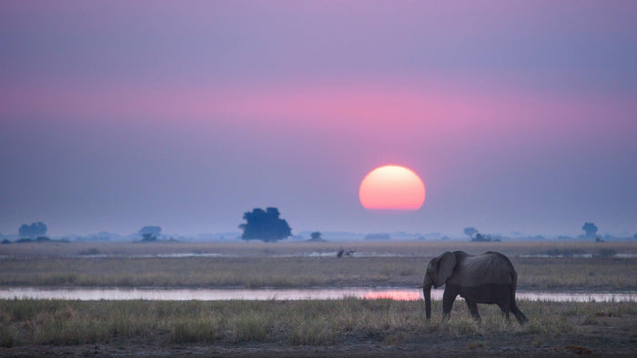 Lone African elephant walking through dry grass by a river at dusk, a large pink sun low over the savanna behind it