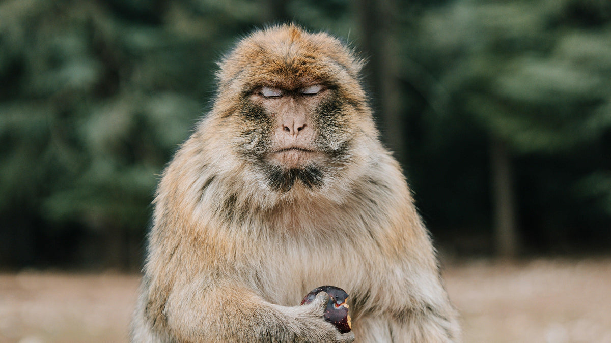 Barbary macaque portrait with eyes closed and thick pale fur against a blurred green forest.