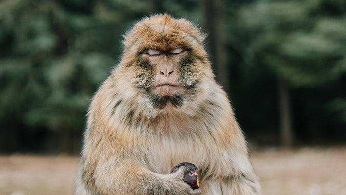Barbary macaque portrait with eyes closed and thick pale fur against a blurred green forest.
