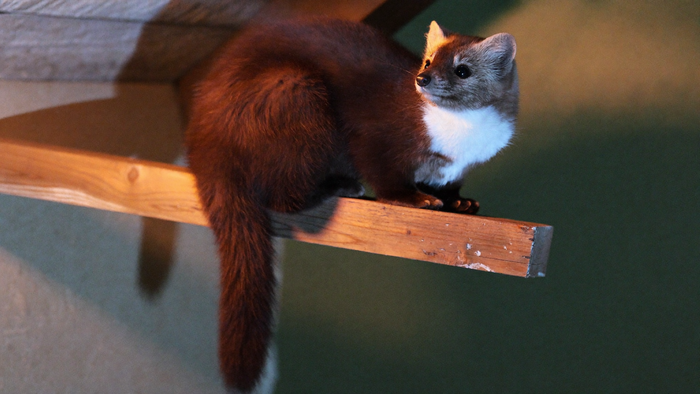 Marten with a white throat bib and a bushy tail sitting on a wooden attic beam in warm candlelight at night