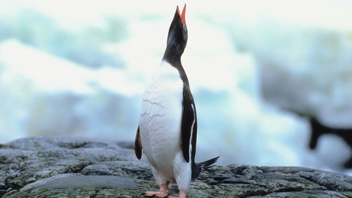 Gentoo penguin standing on wet rock with its head thrown back and beak open, pale Antarctic ice behind it
