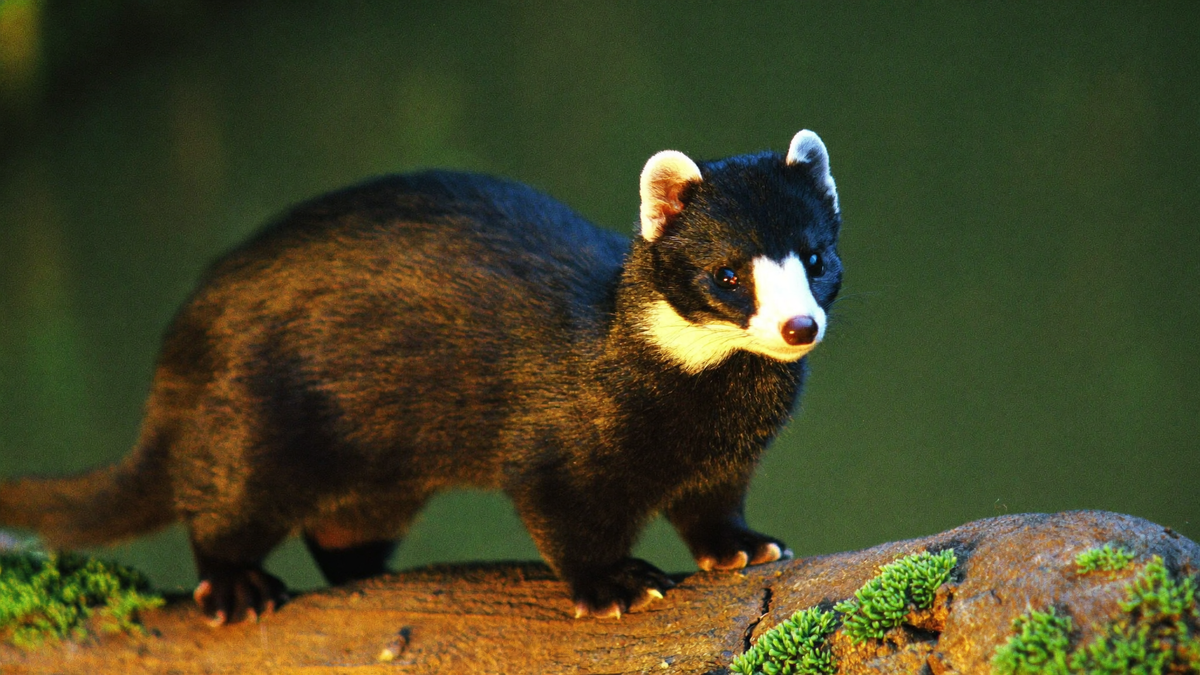 Wild European polecat with dark fur, white face mask and white-rimmed ears standing on a mossy log by a pond