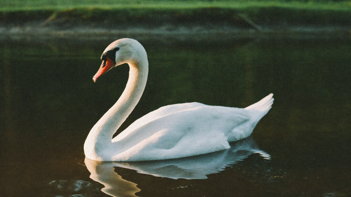 Mute swan with orange bill and black knob on dark still water in warm evening light, green bank behind