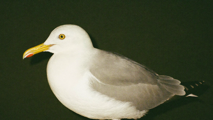 Adult gull in profile against a dark green wall, yellow bill with the red spot on the lower mandible clearly visible