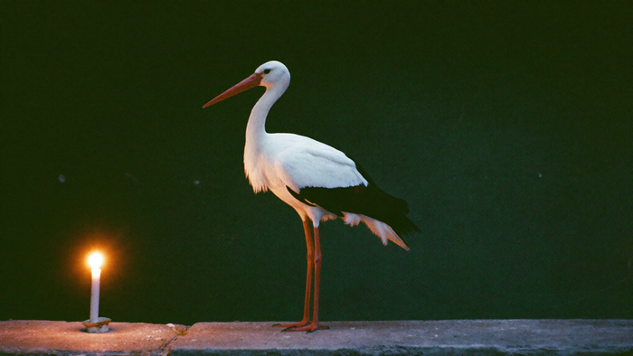 A white stork with red bill and red legs on a stone ledge beside one burning candle, dark green wall behind