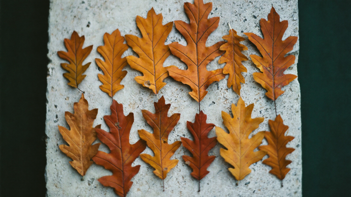 Twelve dried oak leaves in amber and russet laid in two rows of six on a pale stone slab