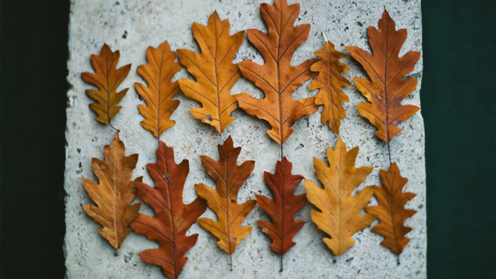 Twelve dried oak leaves in amber and russet laid in two rows of six on a pale stone slab
