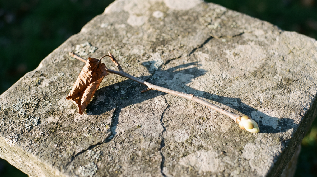 Bare twig on a lichened stone slab, a dried leaf at one end and a pale new bud at the other
