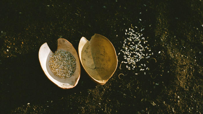 A dried seed pod split open on dark earth with its pale seeds scattered loose beside it