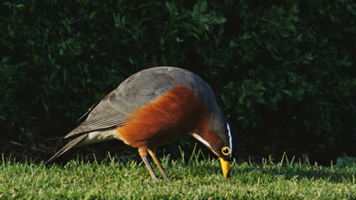 American robin with rust-orange breast and yellow bill bending to the lawn in low morning light