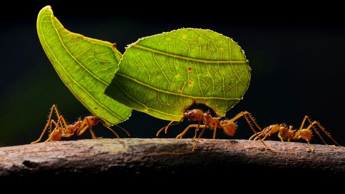 Leafcutter ants carrying cut sections of green leaf along a branch in single file