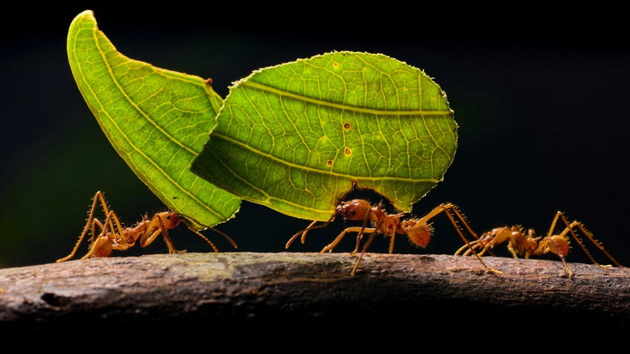 Leafcutter ants carrying cut sections of green leaf along a branch in single file