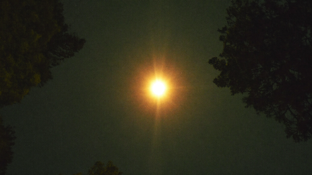A single bright amber star high in a night sky, framed between two dark pine treetops