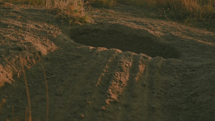 Fresh American badger burrow on dry prairie with claw furrows raked through the spoil heap