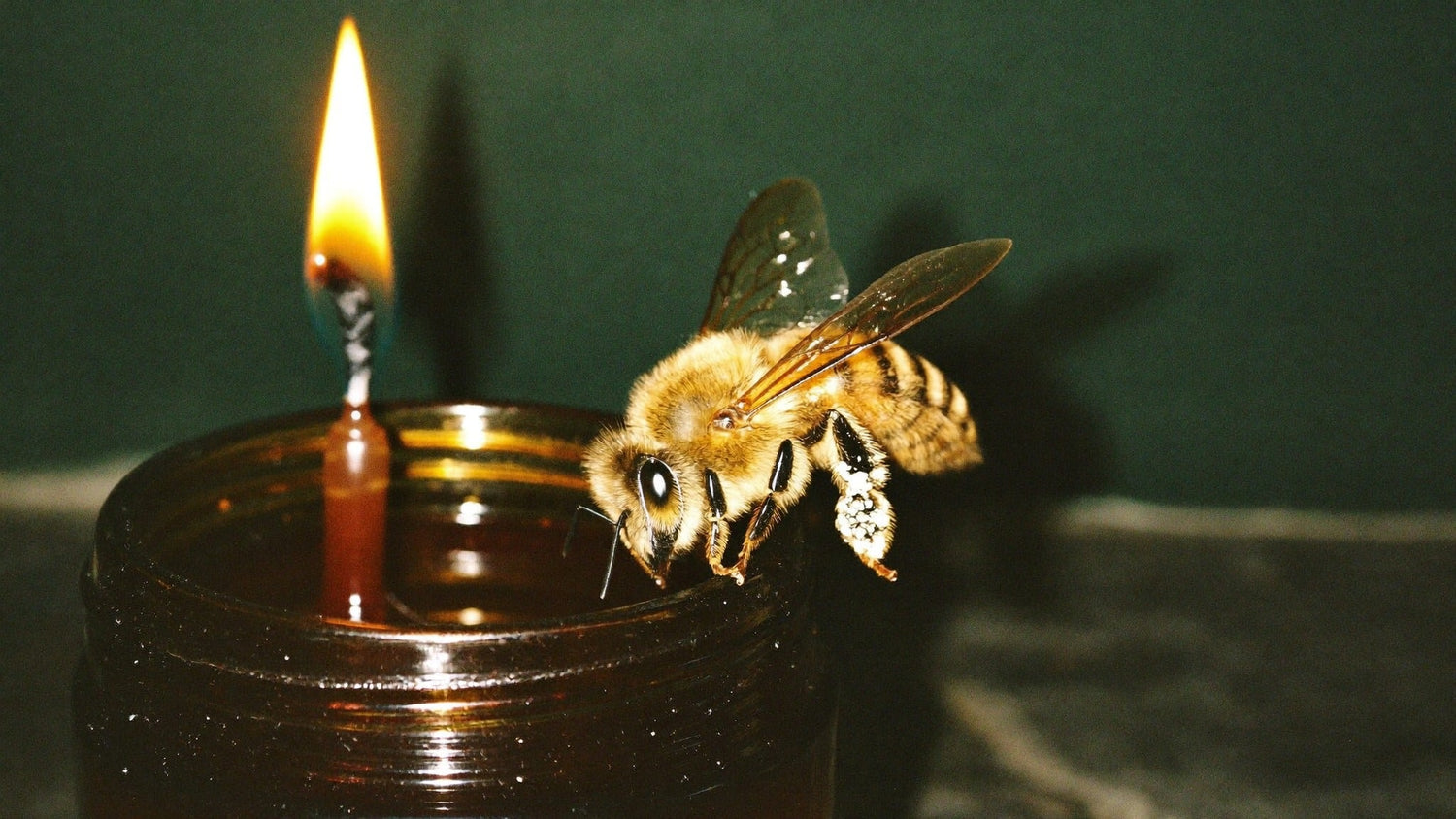 Honey bee resting on the rim of a lit candle jar against a dark green wall at night