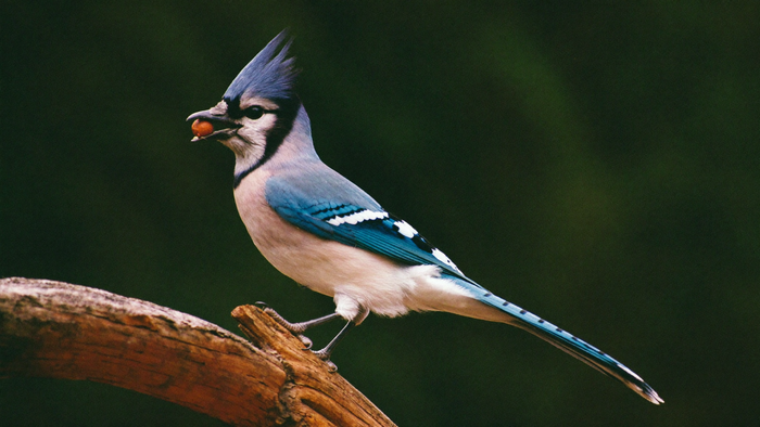 Blue jay with raised crest and black collar perched on an oak branch holding an acorn in its bill