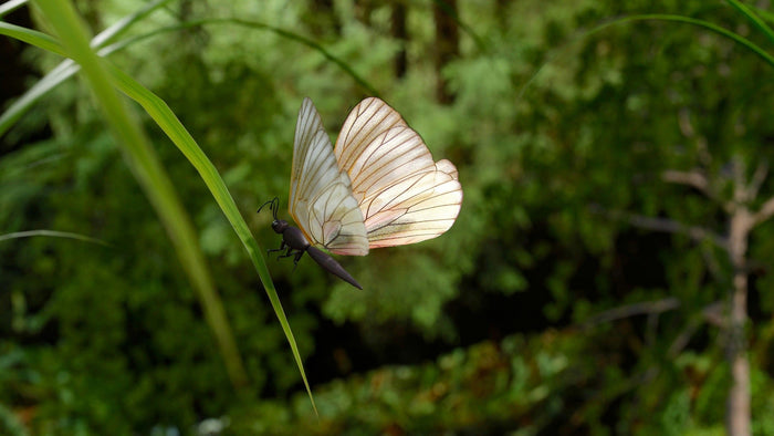 A pale butterfly resting on a blade of grass against deep green summer woodland