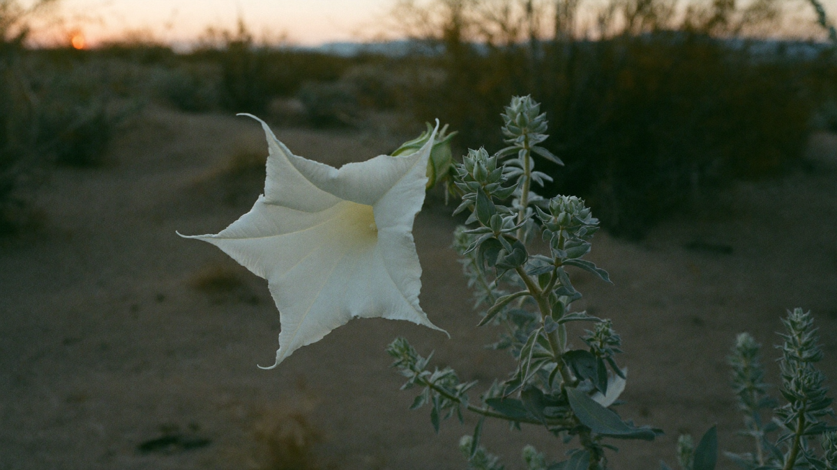White trumpet-shaped datura flower open on a low desert shrub at dusk with sandy ground behind