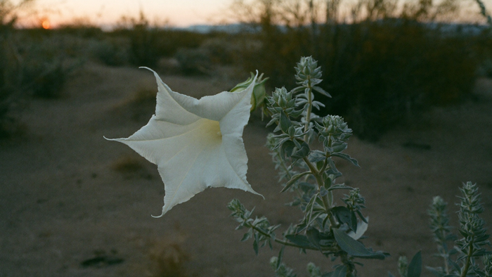 White trumpet-shaped datura flower open on a low desert shrub at dusk with sandy ground behind